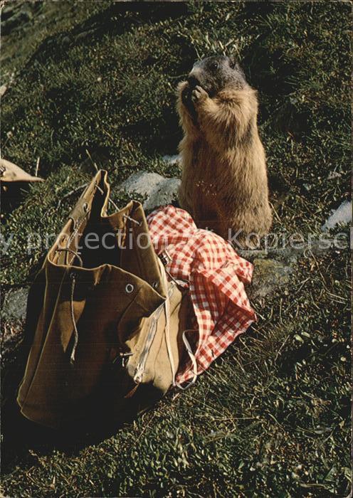 Murmeltier Rucksack