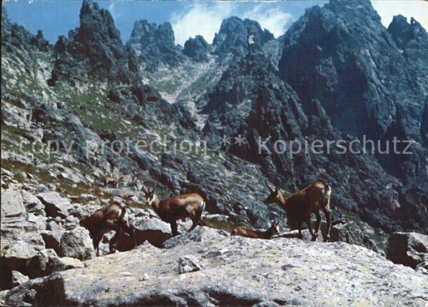 Gemse Vysoke Tatry Hohe Tatra Kamziky vo Veli