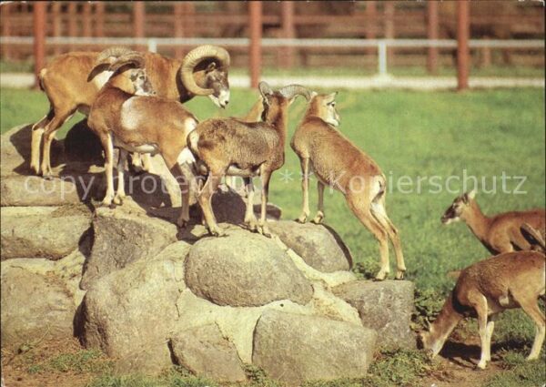 Tiere Muffelwild Hirschfeld Tierpark