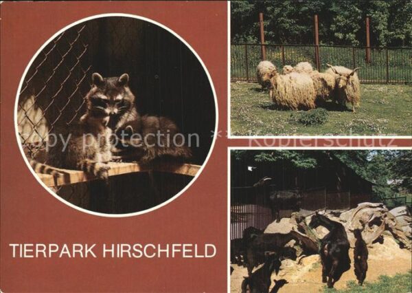 Tiere Tierpark Hirschfeld Waschbären Ungarisc