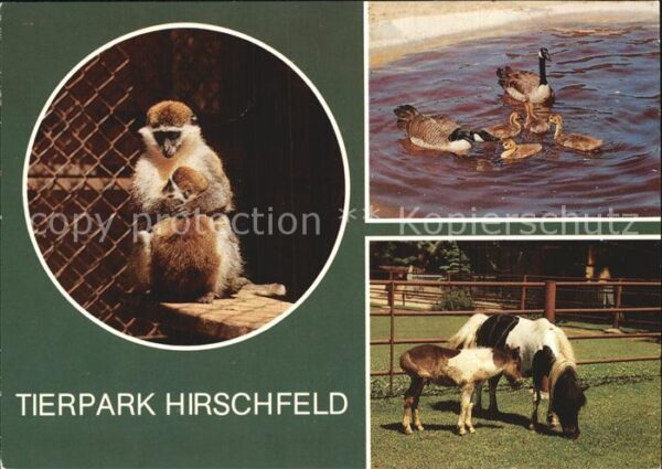 Tiere Tierpark Hirschfeld Grüne Meerkatze Rie