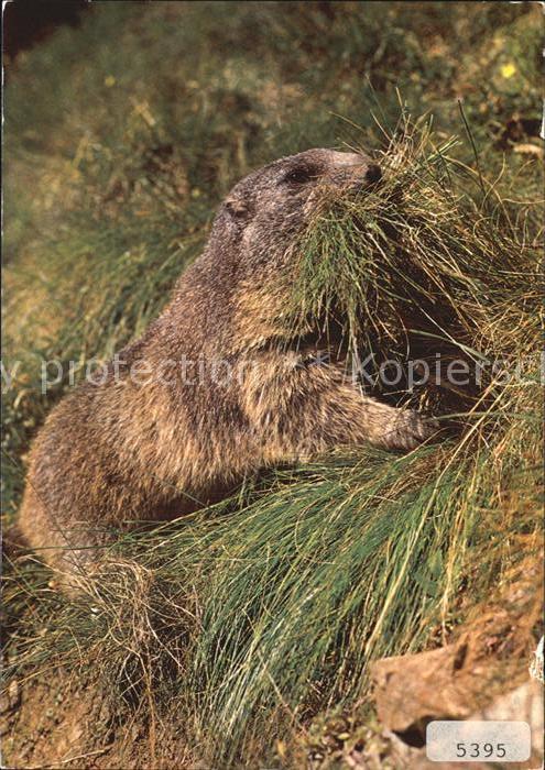 Murmeltier Marmotte Marmot