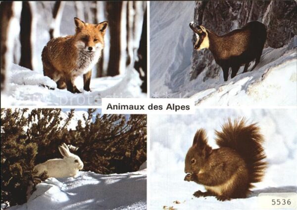 Tiere Alpentiere Fuchs Gemse Schneehase Eichh