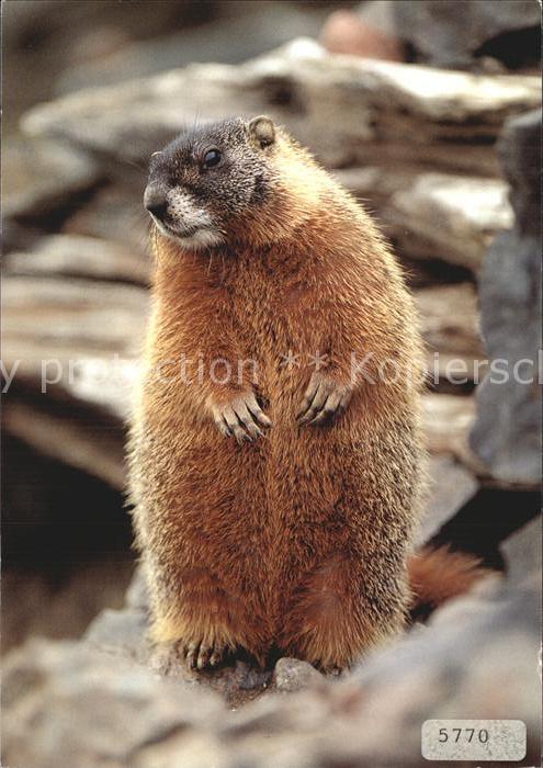 Murmeltier Marmotte Yellow-bellied marmot