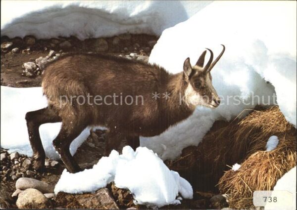 Gemse Rupicapra Chamois