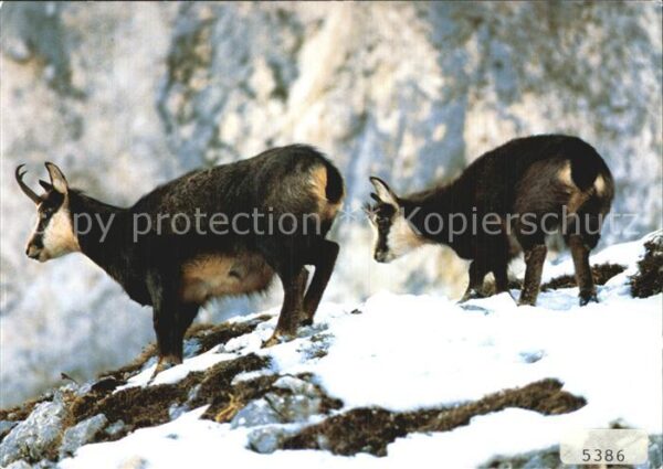 Gemse Rupicapra Chamois