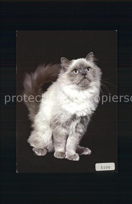 Katzen Colourpoint-Blue-Point
