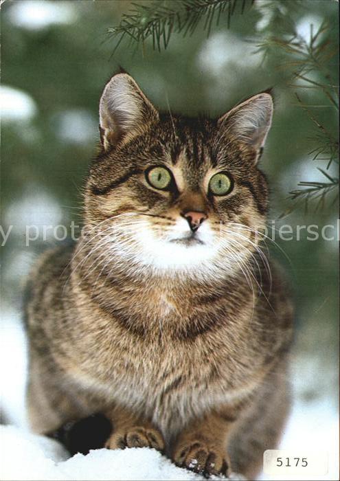 Katzen Hauskatze Chat Cat