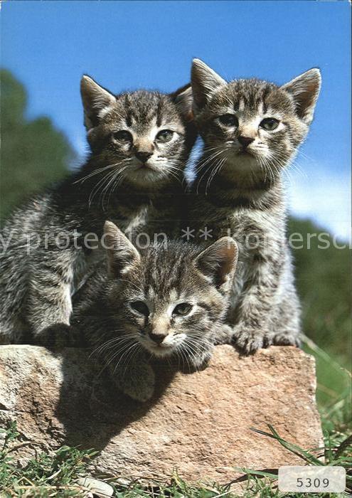 Katzen Hauskatzen Chats Cats