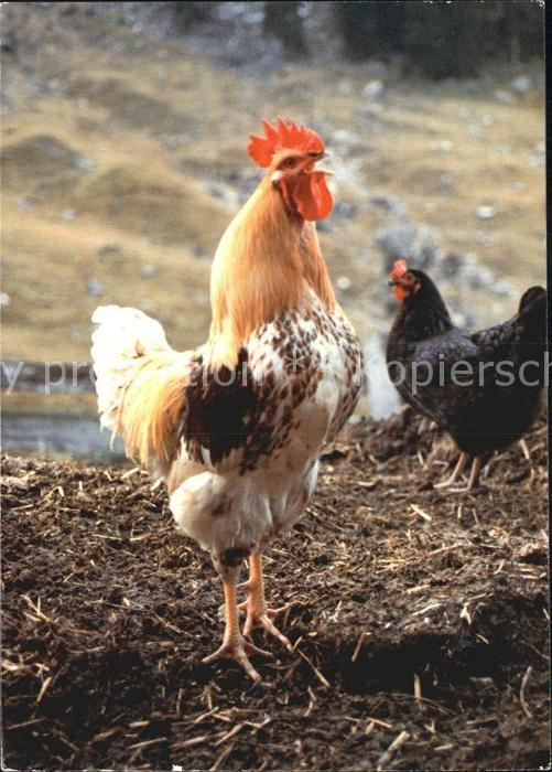 Gefluegel Hahn Huhn