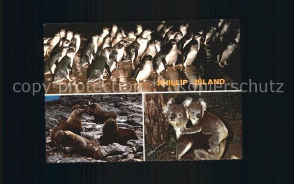 Tiere Philipp Island Victoria Australia Pengu