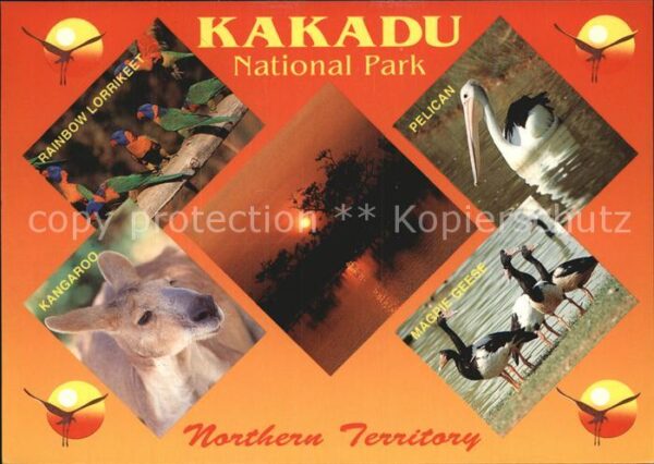 Tiere Kakadu National Park Rainbow Lorrikeet