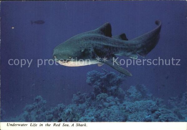 Fische Hai Shark Red Sea