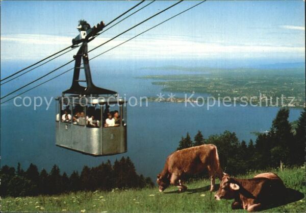 Seilbahn Pfönder Bregenz am Bodensee Lindau Kühe