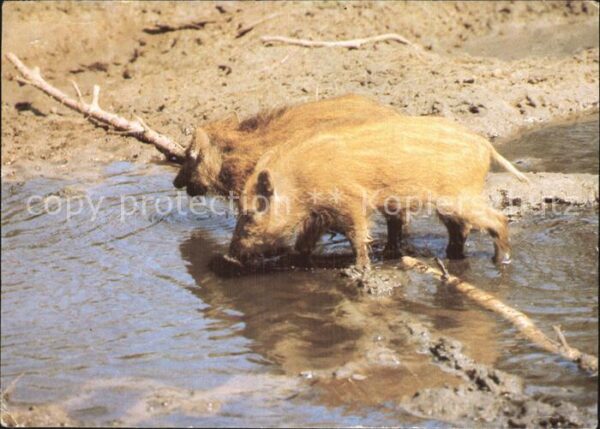 Schweine Wildschweine Frischlinge