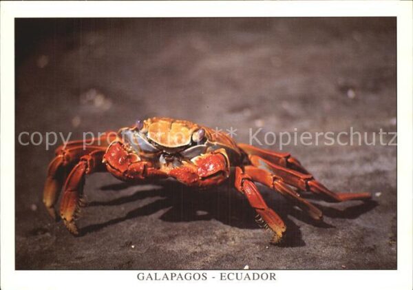 Meerestiere Cangrejo Isla Santiago Puerto Egas Lava