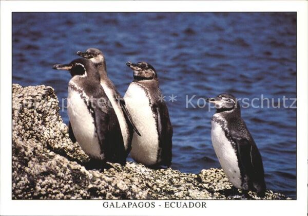 Pinguin Isla Fernandina Galapagos Ecuador