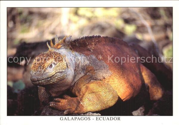 Tiere Reptil Leguan Iguana terrestre Isla San