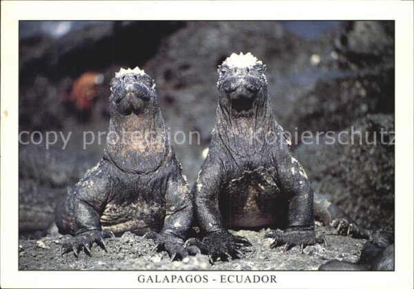 Tiere Reptilien Meerechse Iguana Marina Isla