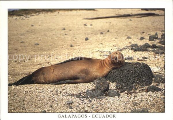 Seehunde Robben Seelöwe Lobo de Mar Islas Santiago Puer
