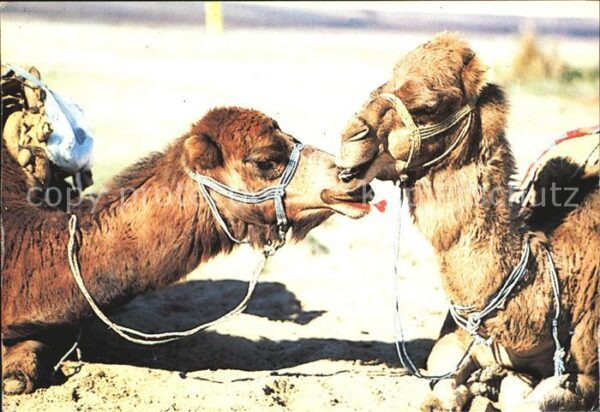 Kamel  Camel Chameau Tunesien