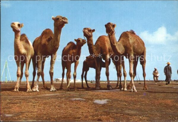 Kamel  Camel Chameau Tunisie