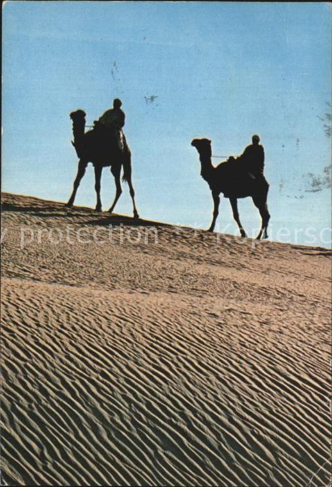 Kamel  Camel Chameau Nefta Deux sur la Dune