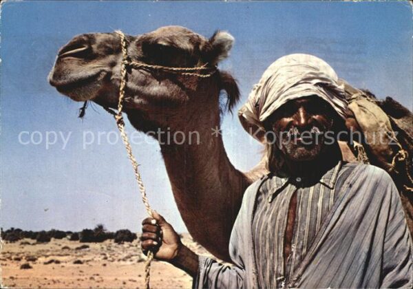 Kamel  Camel Chameau Chamelier Sud Tunisien