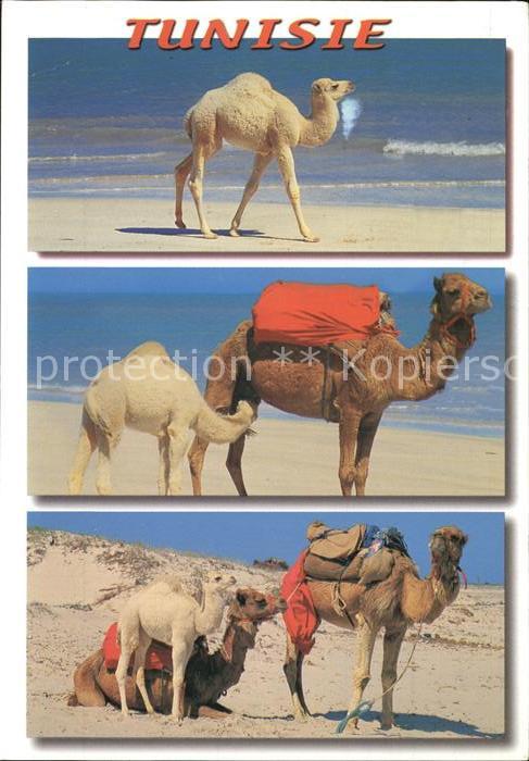 Kamel  Camel Chameau Tunisie