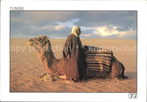 Kamel  Camel Chameau Kamelhirt Tunesien