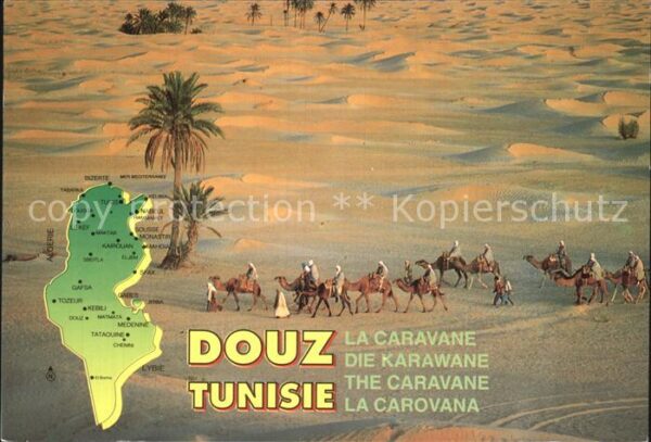 Kamel  Camel Chameau La Caravane Douz Tunisie