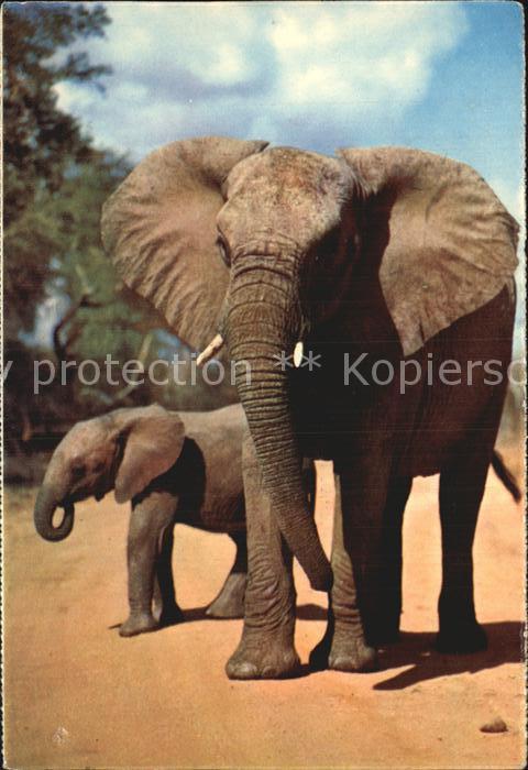 Elefant