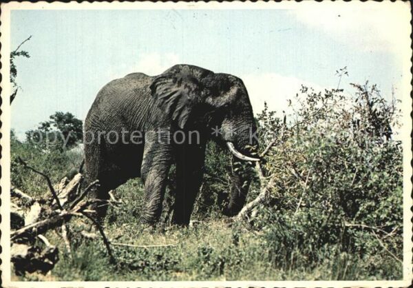 Elefant Africa
