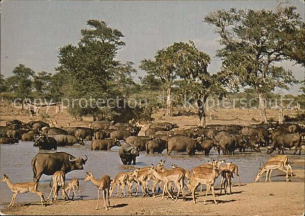 Tiere African Buffalo Impala
