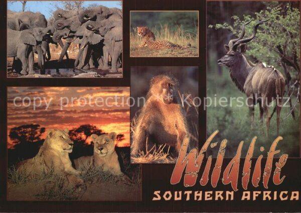 Tiere Wildlife Southern Africa Baboon Lion El