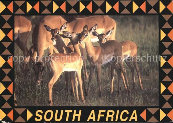 Tiere Young Impalas South Africa