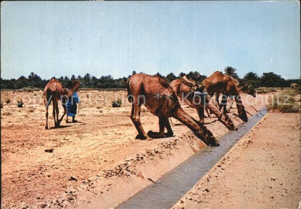 Kamel  Camel Chameau Chameux se desalterent Sud Marocain