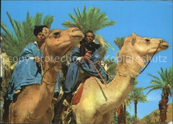 Kamel  Camel Chameau Rgibats Les Hommes Bleus