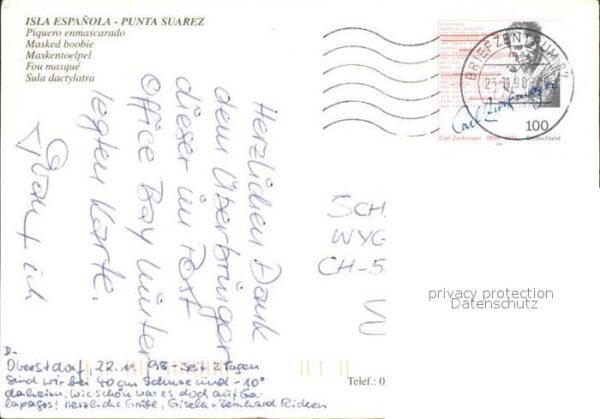 Voegel Maskentölpel Piquero enmascarado Isla E – Bild 2