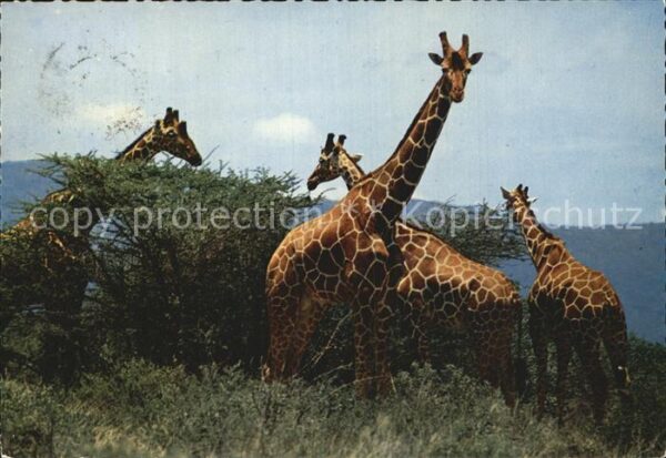 Giraffe
