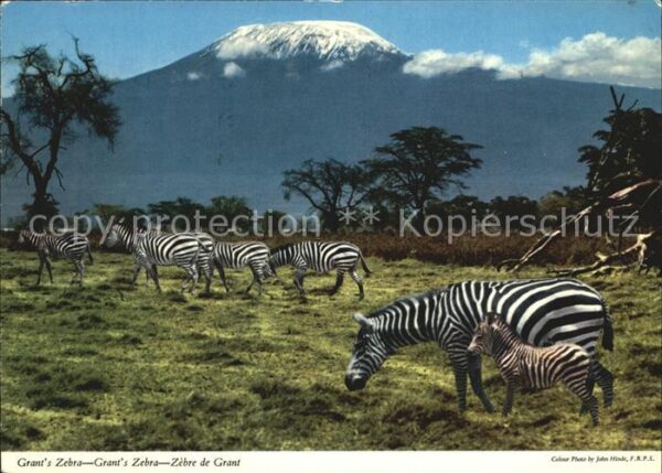 Zebra Grant's Zebra