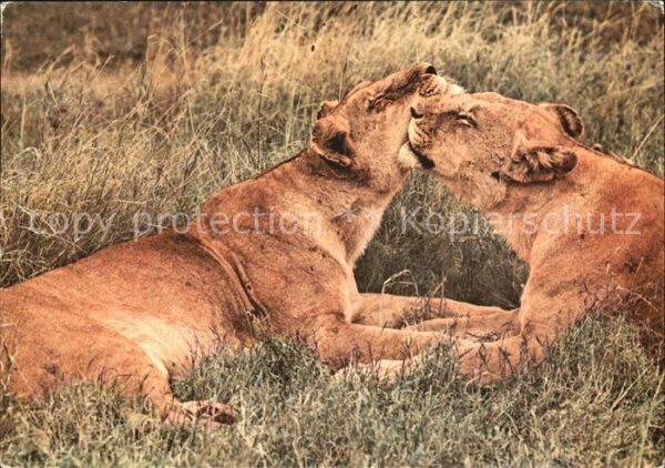 Loewe Mother and Child