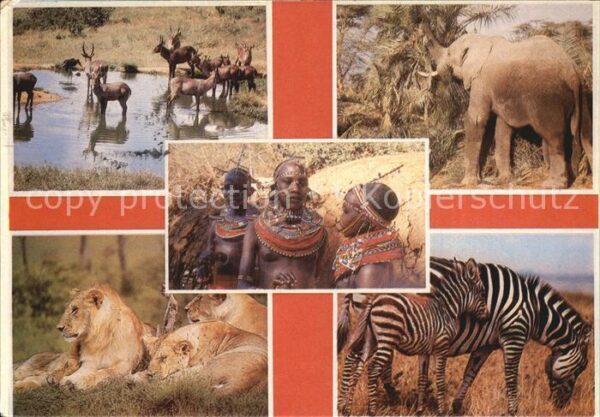 Typen Afrika Löwen Zebras Elefanten
