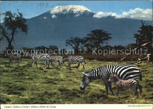 Zebra Grant's Zebra