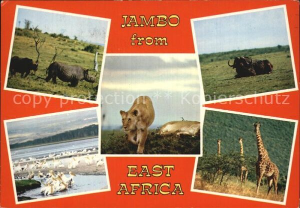 Tiere East Africa Löwe Nashorn Giraffe