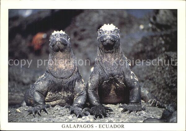 Tiere Reptilien Meerechse Iguana Marina Isla