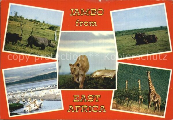 Tiere East Africa Nashorn Löwe Giraffe
