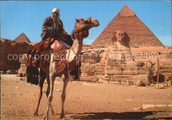 Kamel  Camel Chameau Giza Camel driver Sphinx and Khafre Pyr