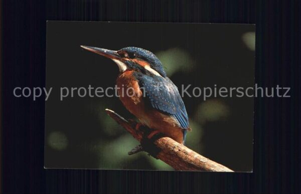 Voegel Eisvogel Bund für Naturschutz Schweiz