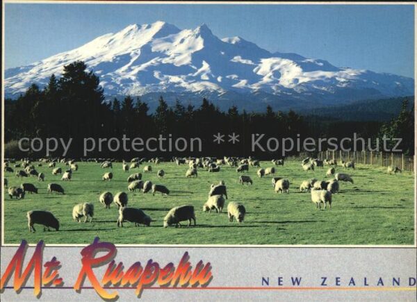 Schafe Mount Ruapehu New Zealand